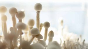 fast growing mushroom strains