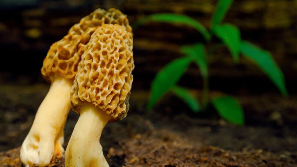 mushroom substrate nutrients