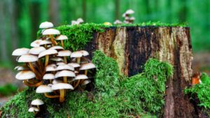 what do mushrooms need to grow