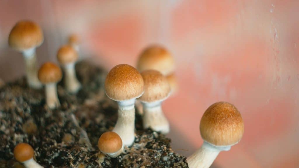 countries where mushrooms are legal