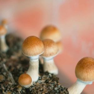 countries where mushrooms are legal